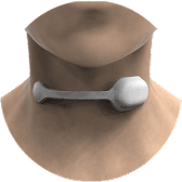 neck